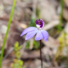 Cyanicula caerulea at Bruce, ACT - suppressed