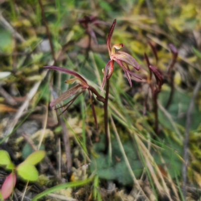 Cyrtostylis reniformis (Common Gnat Orchid) at Bruce, ACT - 31 Aug 2024 by Csteele4