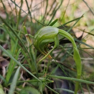 Pterostylis nutans at Bruce, ACT - 31 Aug 2024