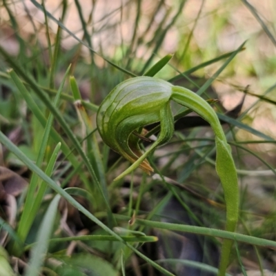 Pterostylis nutans (Nodding Greenhood) at Bruce, ACT - 31 Aug 2024 by Csteele4