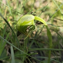 Pterostylis nutans at Bruce, ACT - 31 Aug 2024