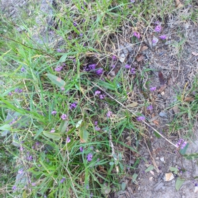 Hardenbergia violacea (False Sarsaparilla) at Teralba, NSW - 31 Aug 2024 by LyndalT