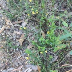 Goodenia sp. (Goodenia) at Teralba, NSW - 31 Aug 2024 by LyndalT