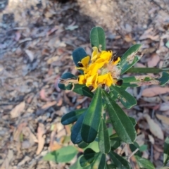 Pultenaea daphnoides (Large-leaf Bush-pea) at Teralba, NSW - 31 Aug 2024 by LyndalT