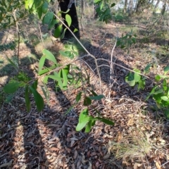 Persoonia levis (Broad-leaved Geebung) at Teralba, NSW - 31 Aug 2024 by LyndalT