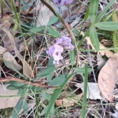 Glycine clandestina (Twining Glycine) at Boolaroo, NSW - 31 Aug 2024 by LyndalT