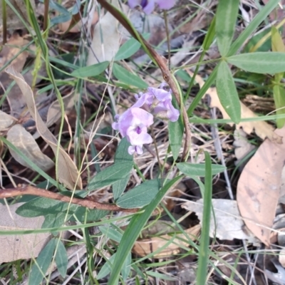 Glycine clandestina (Twining Glycine) at Boolaroo, NSW - 31 Aug 2024 by LyndalT