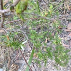 Leucopogon juniperinus (Long Flower Beard-Heath) at Boolaroo, NSW - 31 Aug 2024 by LyndalT