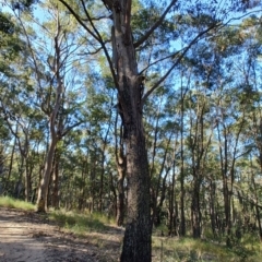 Eucalyptus sp. (A Gum Tree) at Boolaroo, NSW - 31 Aug 2024 by LyndalT