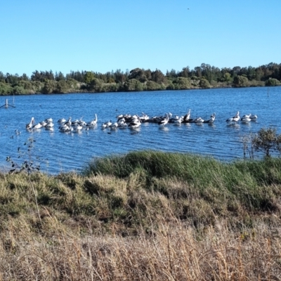 Pelecanus conspicillatus (Australian Pelican) at Boolaroo, NSW - 31 Aug 2024 by LyndalT