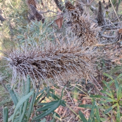 Banksia integrifolia subsp. integrifolia (Coast Banksia) at Booragul, NSW - 31 Aug 2024 by LyndalT