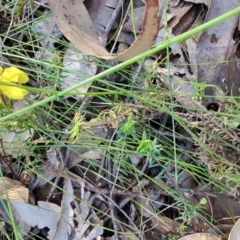 Hibbertia pedunculata (Stalked Guinea-flower) at Booragul, NSW - 31 Aug 2024 by LyndalT