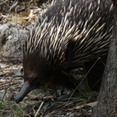 Tachyglossus aculeatus (Short-beaked Echidna) at Jerrabomberra, NSW - 31 Aug 2024 by SteveBorkowskis