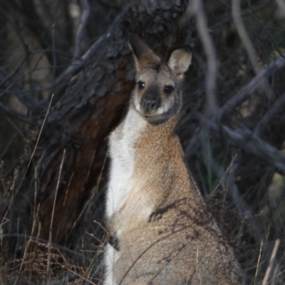 Notamacropus rufogriseus (Red-necked Wallaby) at Jerrabomberra, NSW - 31 Aug 2024 by SteveBorkowskis