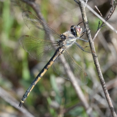 Hemicordulia tau (Tau Emerald) at Hall, ACT - 31 Aug 2024 by Anna123