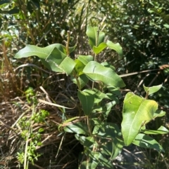 Notelaea venosa (Large Mock Olive) at Kangaroo Valley, NSW - 31 Aug 2024 by ferg