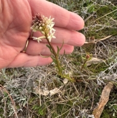 Stackhousia monogyna (Creamy Candles) at Yarralumla, ACT - 31 Aug 2024 by lbradley