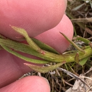 Stackhousia monogyna at Yarralumla, ACT - 31 Aug 2024