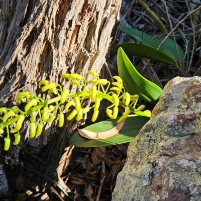 Thelychiton speciosa (Rock Lily) at Mirador, NSW - 31 Aug 2024 by BethanyDunne