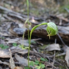 Pterostylis nutans (Nodding Greenhood) at Mirador, NSW - 31 Aug 2024 by BethanyDunne