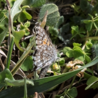 Lucia limbaria (Chequered Copper) at Higgins, ACT - 28 Mar 2018 by AlisonMilton