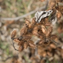 Xanthium spinosum (Bathurst Burr) at Whitlam, ACT - 30 Aug 2024 by AlisonMilton