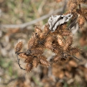 Xanthium spinosum at Whitlam, ACT - 30 Aug 2024 11:12 AM