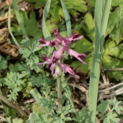 Fumaria officinalis (Common Fumitory) at Whitlam, ACT - 30 Aug 2024 by AlisonMilton