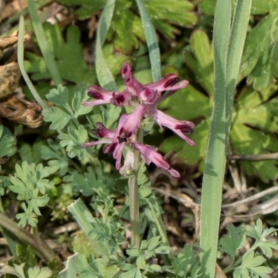 Fumaria officinalis (Common Fumitory) at Whitlam, ACT - 30 Aug 2024 by AlisonMilton