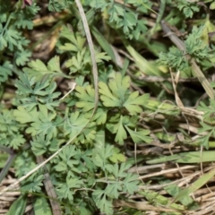 Fumaria officinalis at Whitlam, ACT - 30 Aug 2024