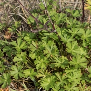 Geranium sp. Pleated sepals (D.E.Albrecht 4707) Vic. Herbarium at Whitlam, ACT - 30 Aug 2024