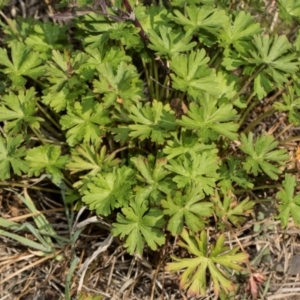 Geranium sp. Pleated sepals (D.E.Albrecht 4707) Vic. Herbarium at Whitlam, ACT - 30 Aug 2024