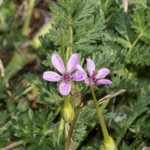 Erodium cicutarium at Whitlam, ACT - 30 Aug 2024