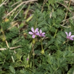 Erodium cicutarium at Whitlam, ACT - 30 Aug 2024