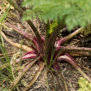 Conium maculatum at Whitlam, ACT - 30 Aug 2024