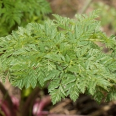 Conium maculatum at Whitlam, ACT - 30 Aug 2024