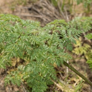 Conium maculatum at Whitlam, ACT - 30 Aug 2024