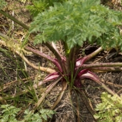 Conium maculatum at Whitlam, ACT - 30 Aug 2024