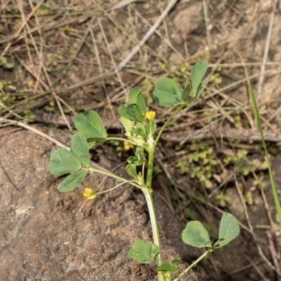 Medicago sp. at Whitlam, ACT - 30 Aug 2024 by AlisonMilton