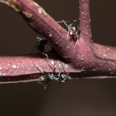 Iridomyrmex sp. (genus) (Ant) at Whitlam, ACT - 30 Aug 2024 by AlisonMilton