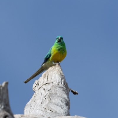 Psephotus haematonotus (Red-rumped Parrot) at Whitlam, ACT - 30 Aug 2024 by AlisonMilton