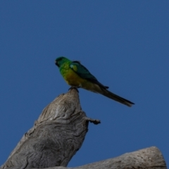 Psephotus haematonotus at Whitlam, ACT - 30 Aug 2024