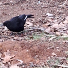 Corcorax melanorhamphos (White-winged Chough) at Watson, ACT - 26 Aug 2024 by abread111