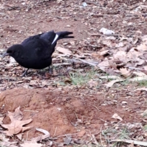 Corcorax melanorhamphos at Watson, ACT - 26 Aug 2024 09:31 AM