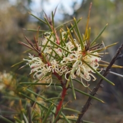 Hakea decurrens subsp. decurrens (Bushy Needlewood) at Bruce, ACT - 31 Aug 2024 by Csteele4