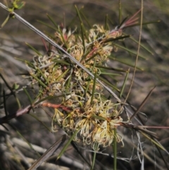 Hakea decurrens subsp. decurrens at Bruce, ACT - 31 Aug 2024