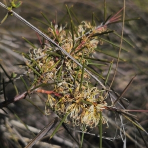 Hakea decurrens subsp. decurrens at Bruce, ACT - 31 Aug 2024