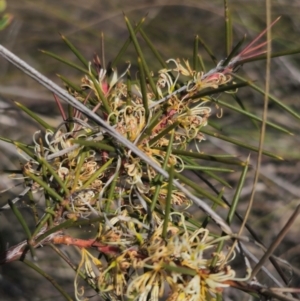 Hakea decurrens subsp. decurrens at Bruce, ACT - 31 Aug 2024