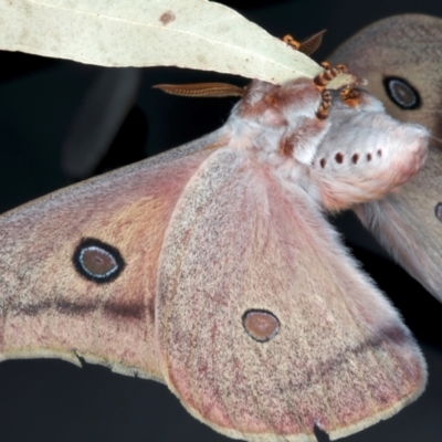 Opodiphthera helena (Helena Gum Moth) at Rosedale, NSW - 31 Aug 2024 by jb2602