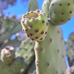 Opuntia ficus-indica (Indian Fig, Spineless Cactus) at Strathnairn, ACT - 31 Aug 2024 by abread111